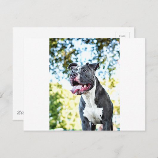 Pitbull Briefkaart (Voorkant / Achterkant)