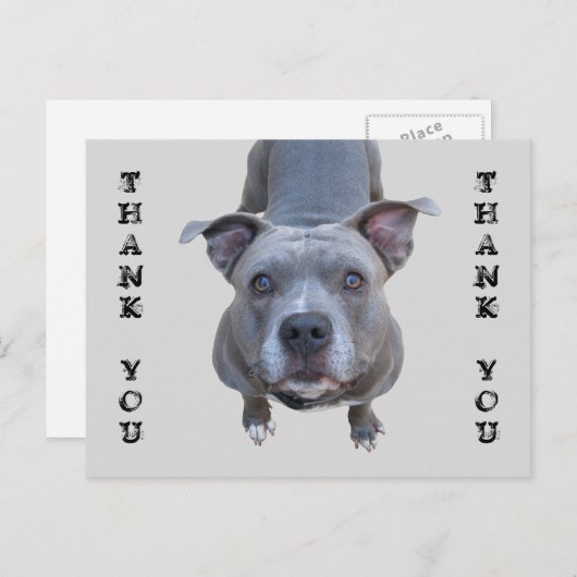 Pitbull Dank u Briefkaart (Voorkant / Achterkant)