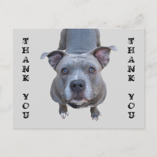 Pitbull Dank u Briefkaart