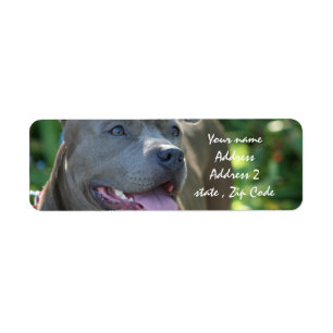Pitbull Dog Etiket