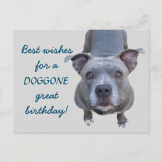 Pitbull Doggone Grande carte postale d'anniversair