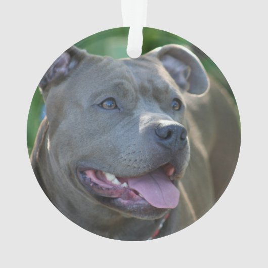 Pitbull-doodshond Ornament (achterkant)