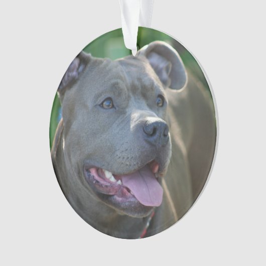 Pitbull-doodshond Ornament (voorkant)