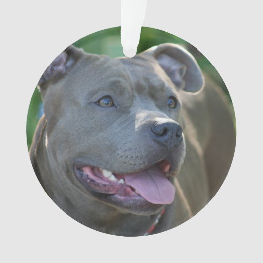 Pitbull-doodshond Ornament (voorkant)