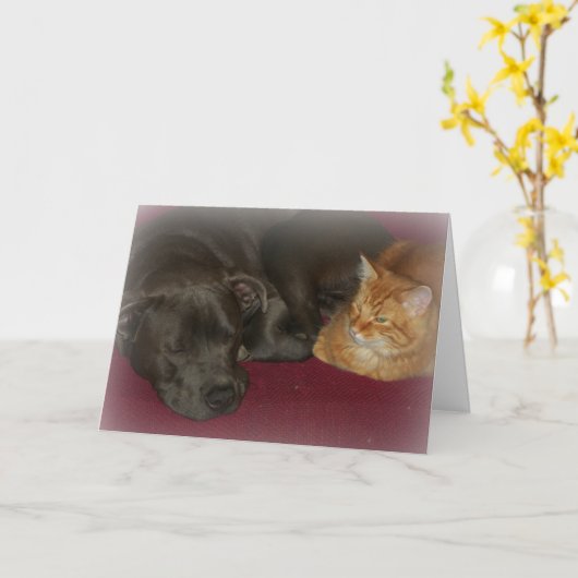 Pitbull en Tabbykat Vrienden voor het Leven Kaart (Gele Bloem)