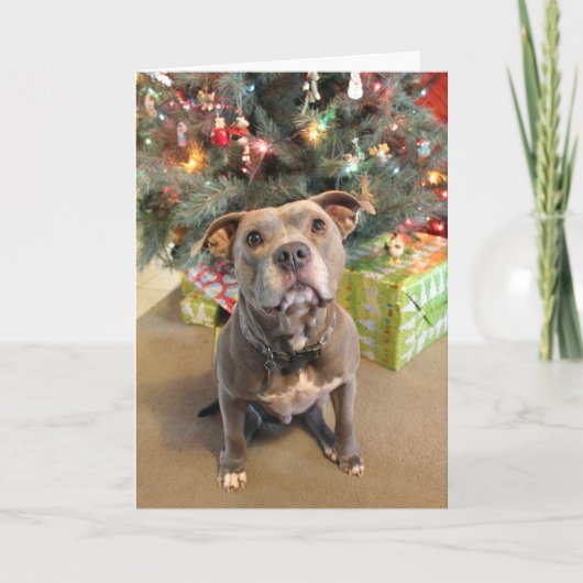 Pitbull Extra Cookie-kerstkaart Feestdagen Kaart (Voorkant)