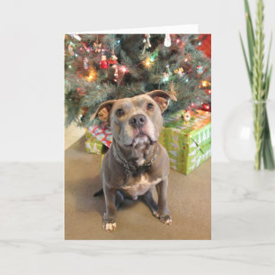 Pitbull Extra Cookie-kerstkaart Feestdagen Kaart