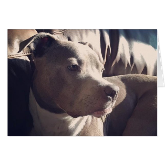 Pitbull = Handsome (Voorkant Horizontaal)