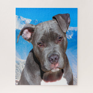 Pitbull-hond. Legpuzzel