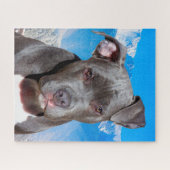 Pitbull-hond. Legpuzzel (Horizontaal)