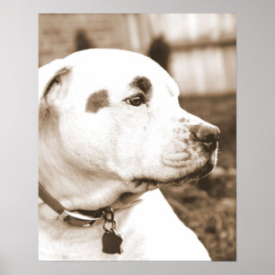 pitbull hond sepia haat daad niet ras poster