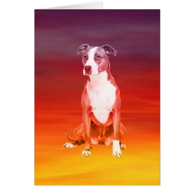 Pitbull hond zitten op het strand (Voorkant)