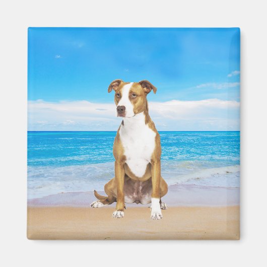 Pitbull hond zitten op het strand magneet (Voorkant)