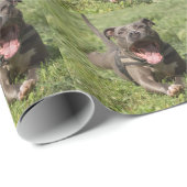 Pitbull in gras cadeaupapier (Rol Hoek)