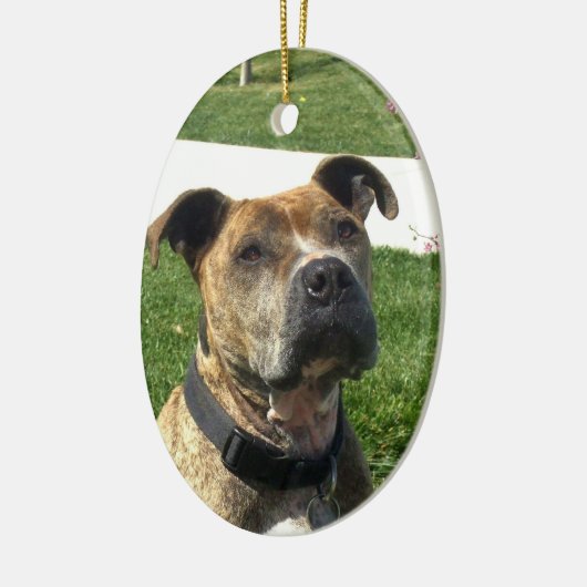 Pitbull Keramisch Ornament (Links)