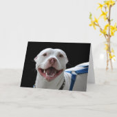 Pitbull lachende kaart (Gele Bloem)