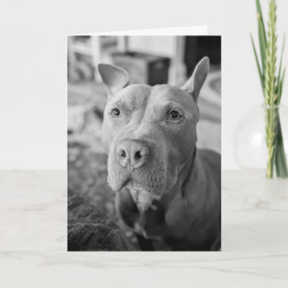 Pitbull-liefde Kaart