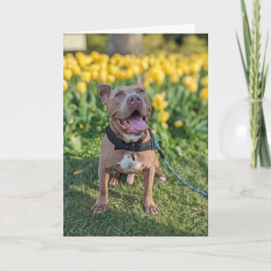 Pitbull Liefde Kaart (Voorkant)