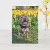 Pitbull Liefde Kaart (Gele Bloem)