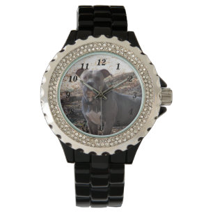 Pitbull met genummerde spieren horloge