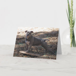 Pitbull met Skateboard Dare You Get Well Card Kaart