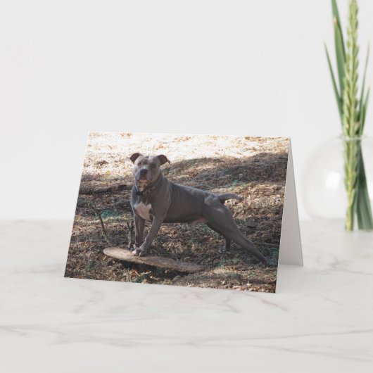 Pitbull met Skateboard Verjaardag Kaart (Voorkant)