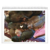 Pitbull Puppies Groei kalender (Hoes)