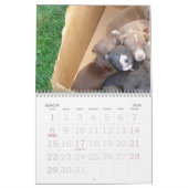 Pitbull Puppies Groei kalender (Mar 2026)