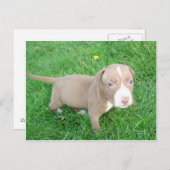 PITBULL PUPPY IN HET BRIEFKAART GRASS (Voorkant / Achterkant)
