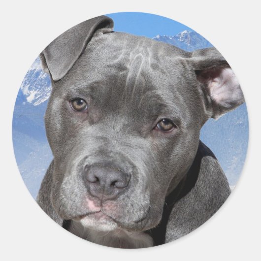 Pitbull Ronde Sticker (Voorkant)