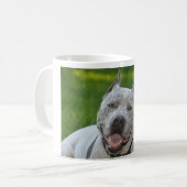 pitbull sharky bonjour de tasse de chien de (Devant gauche)