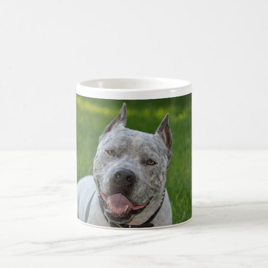 pitbull sharky bonjour de tasse de chien de (Centre)