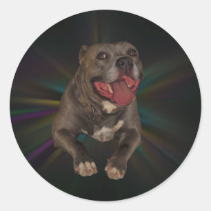 Pitbull Stickers