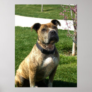 Pitbullcanvasafdruk Poster