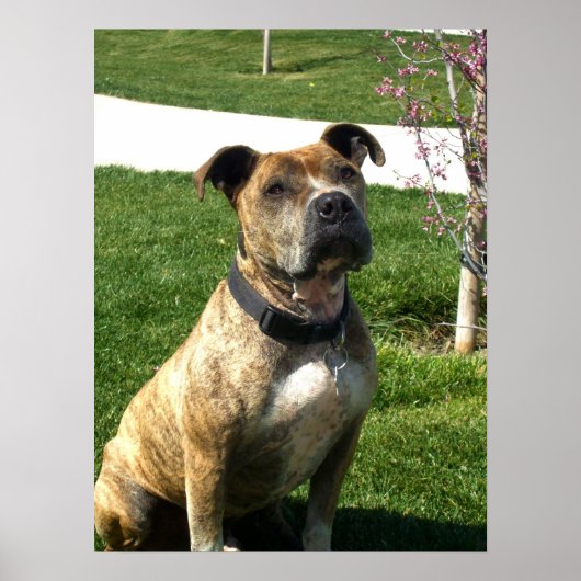 Pitbullcanvasafdruk Poster (Voorkant)
