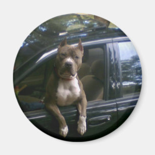Pitbullehond in automagneet magneet