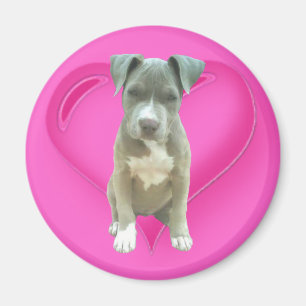 Pitbullpuppy magnet magneet
