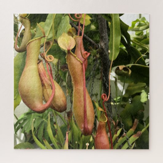 Pitcher-Plant, apenpotten Legpuzzel (Verticaal)