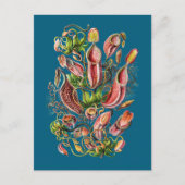 Pitcher-Plant (blauw) |  druk Ernst Haeckel Briefkaart (Voorkant)