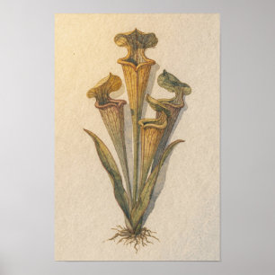 Pitcher Plant Botanische Studie Poster