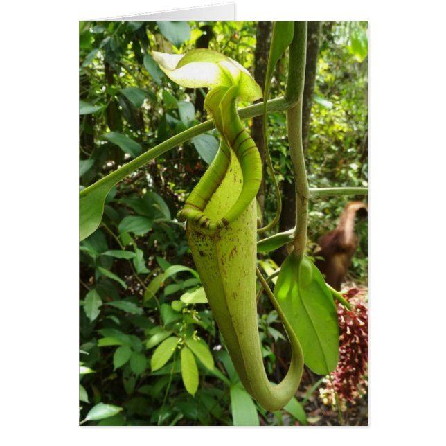 Pitcher Plant Carnivoren Planten (Voorkant)