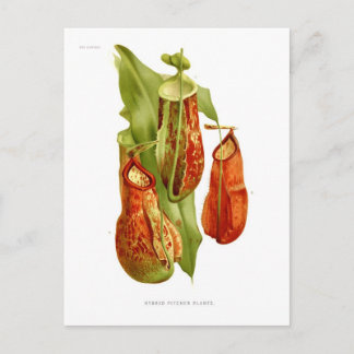 Pitcher-planten Briefkaart