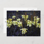 Pitcher-Planten Briefkaart (Voorkant / Achterkant)