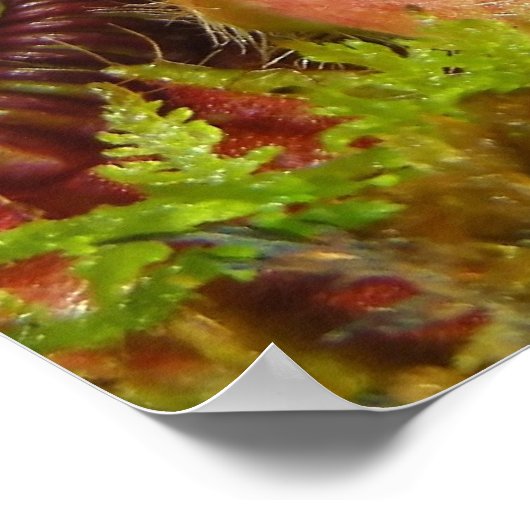 Pitcher-Planten Poster (Hoek)