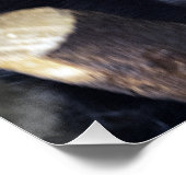 Pithecia pithecia perfect poster (Hoek)