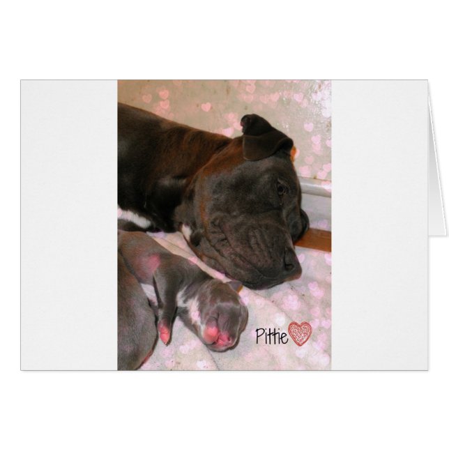 Pittie Love (Devant horizontal)