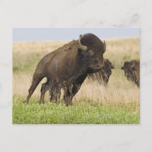 Pittige jonge bizonstier bij de Tallgrass Briefkaart