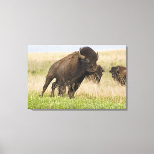 Pittige jonge bizonstier bij de Tallgrass Canvas Afdruk