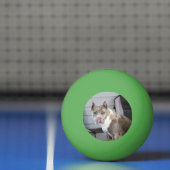 Pittstier Pingpongballen (Net)