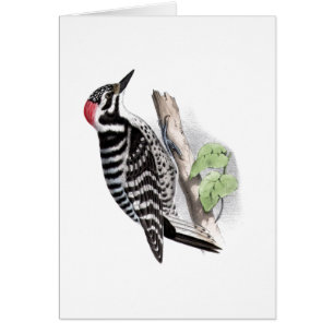 Pivert de Pileated
